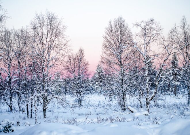 Embracing the Snowl: Finding Joy in Winter’s Beauty