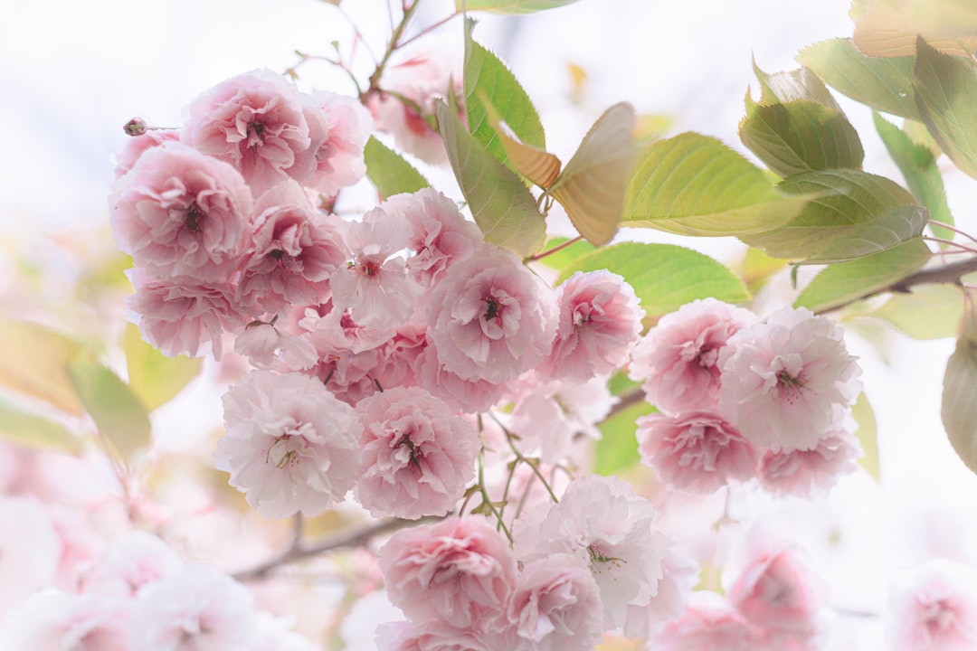 Exploring the Delicate Beauty of Sand Cherry